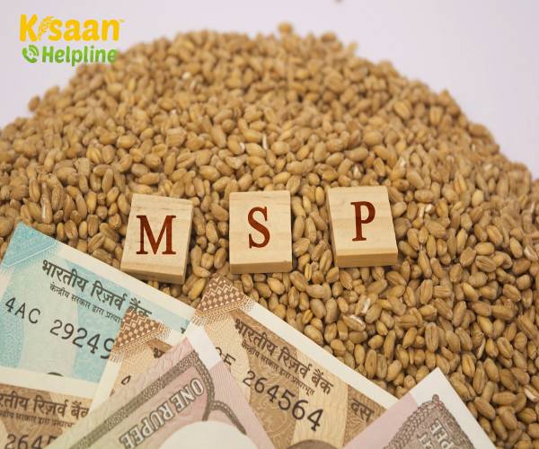 खुशखबर: MSP (न्यूनतम समर्थन मूल्य) पर रिकॉर्ड गेहूं खरीद की तैयारी में सरकार